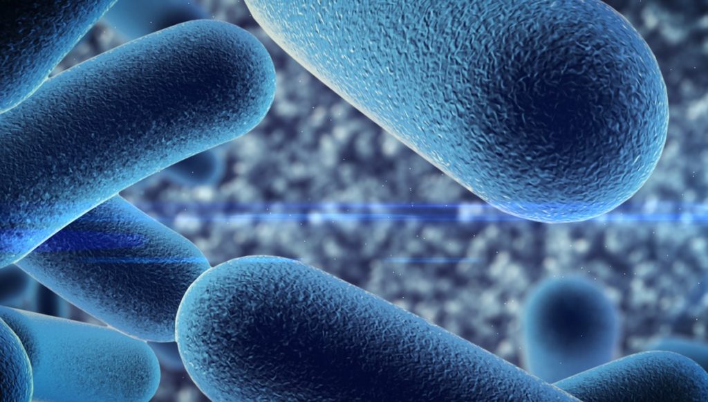 חיידקים פרו ביוטים